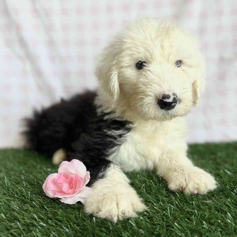 Female Old English Sheepdog Puppy for sale