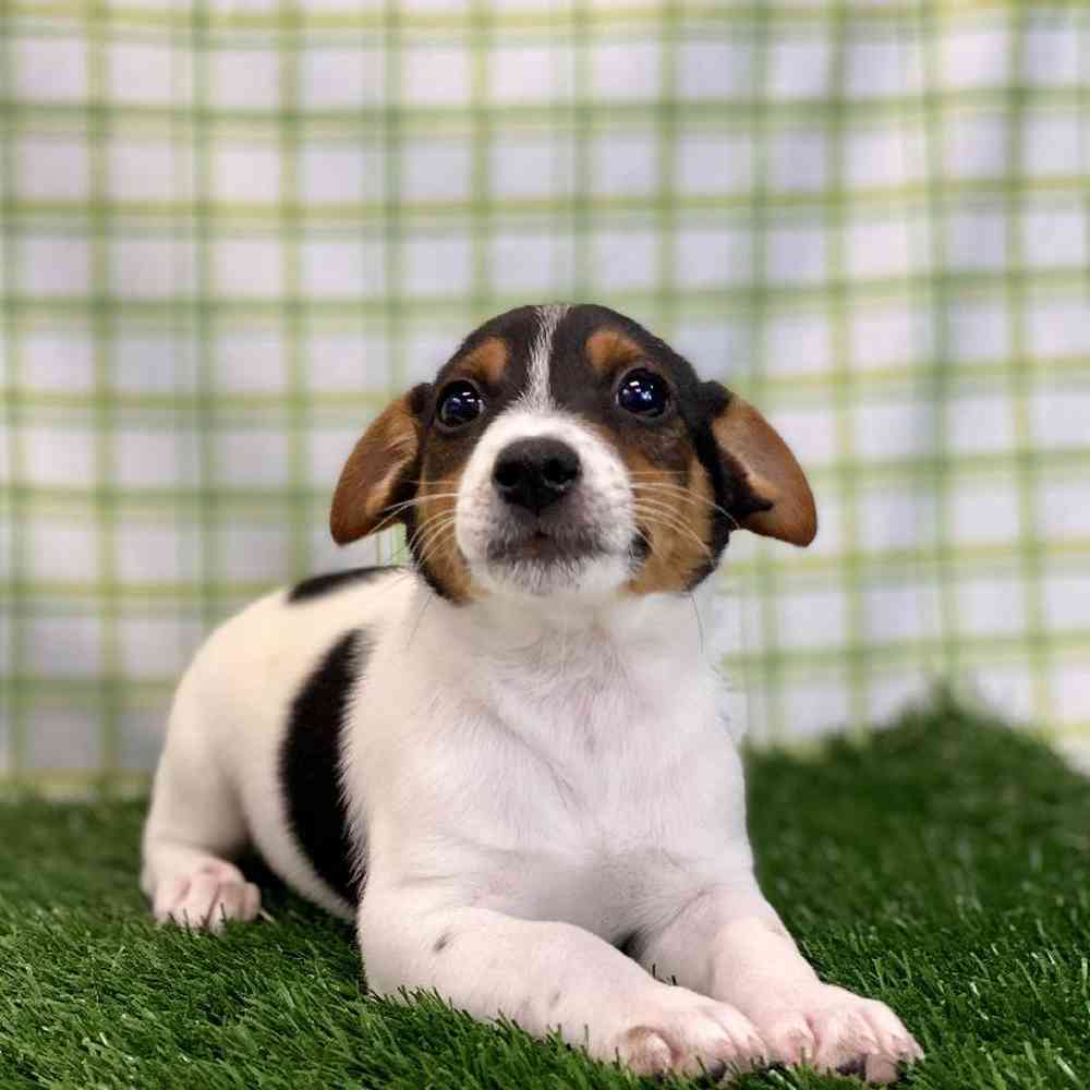 Male Jack Russell Terrier Puppy for sale