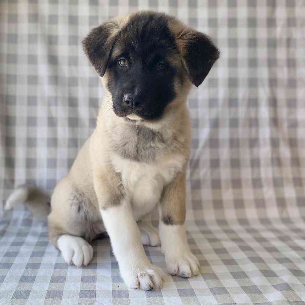 Female Akita Puppy for sale