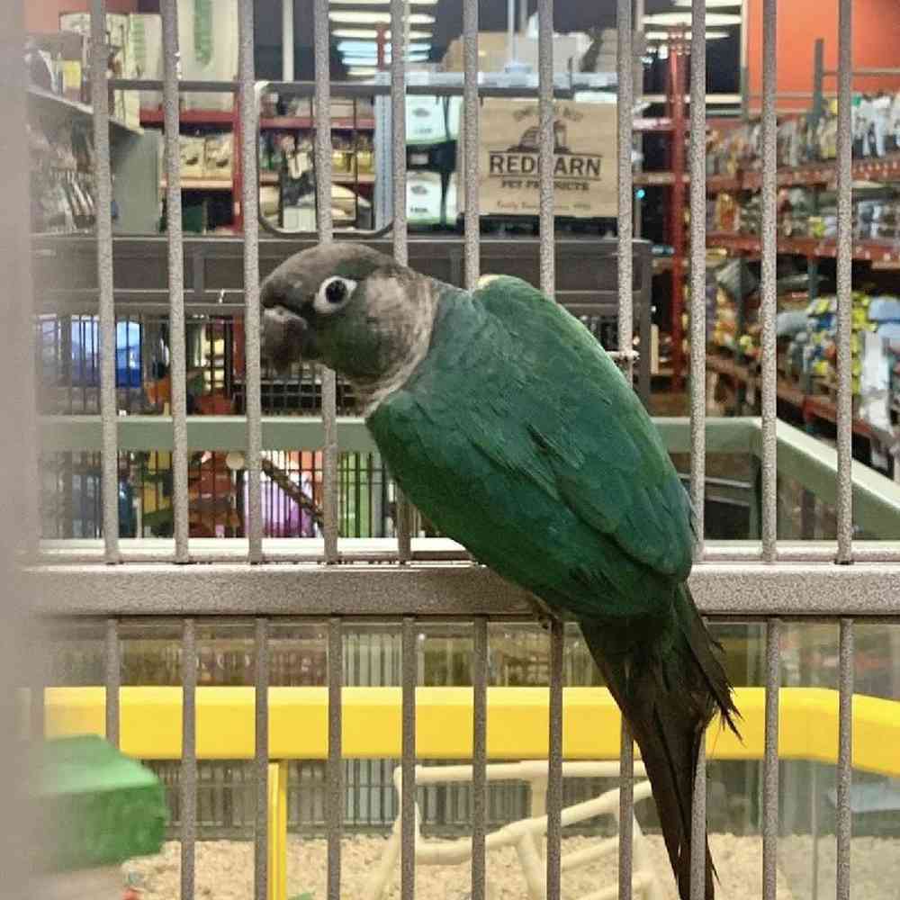 Unknown Green Cheek Conure Bird for sale