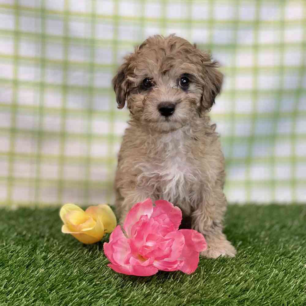 Male Bichon-Poodle Puppy for sale