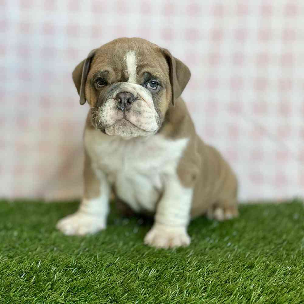 Male English Bulldog Puppy for sale