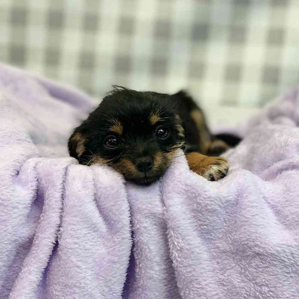 Female Rat-Chi Puppy for sale