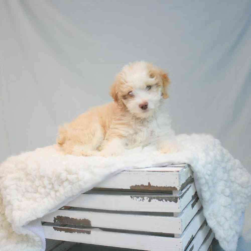 Male Toy Aussiedoodle Puppy for sale