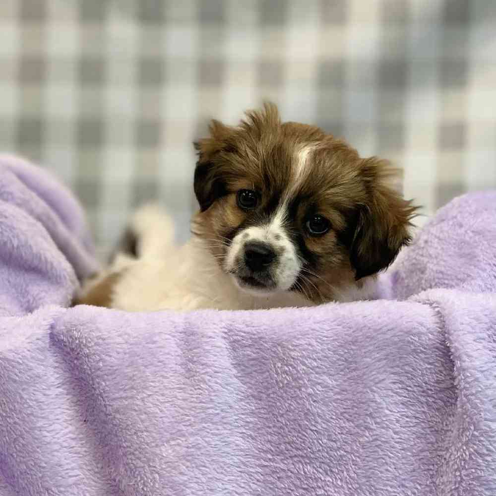 Male Border Auggie Puppy for sale
