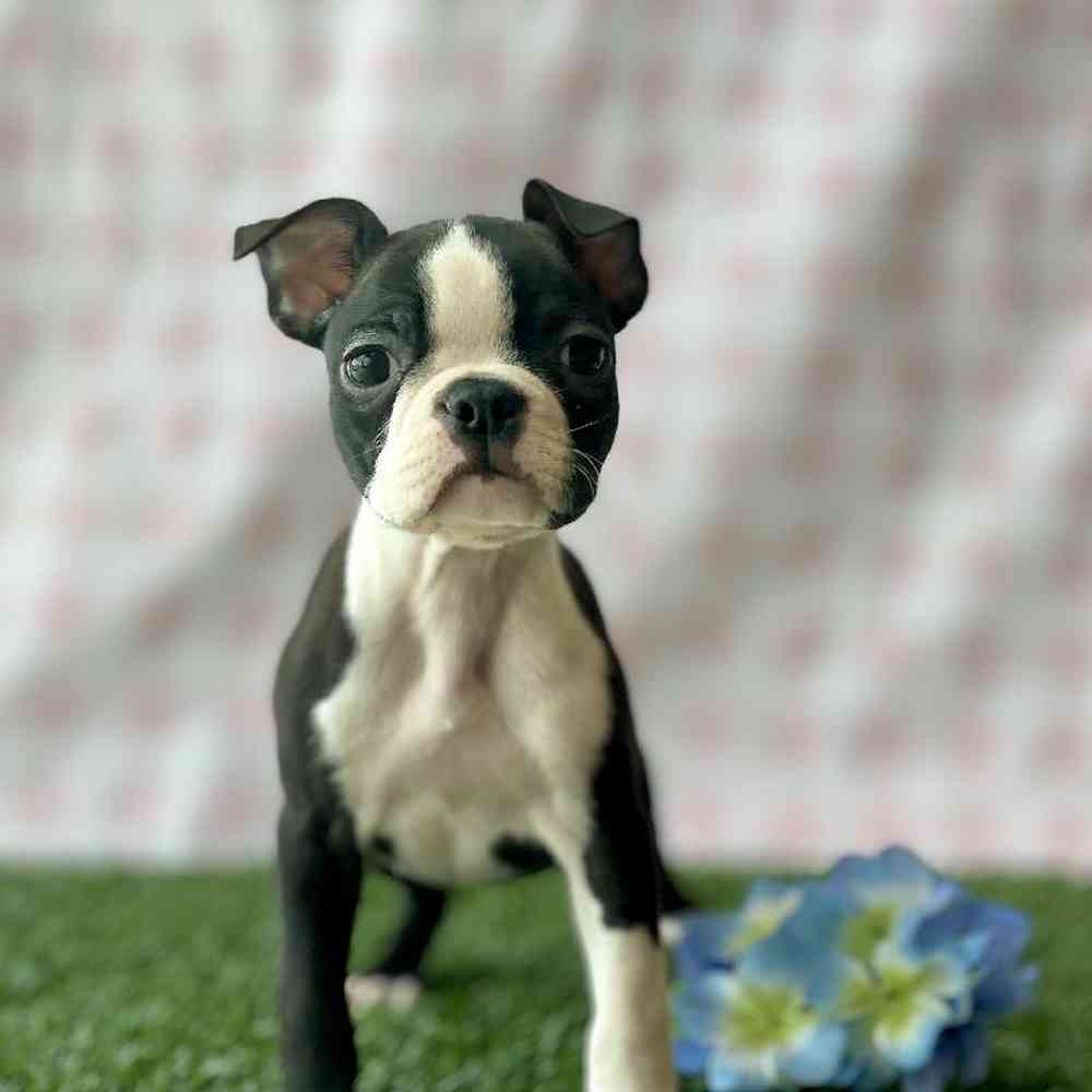 Male Boston Terrier Puppy for sale