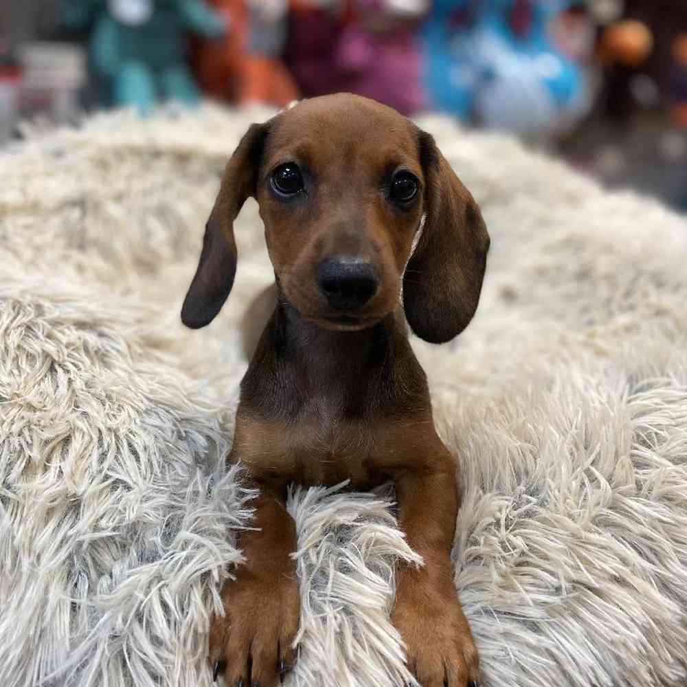 Female Mini Dachshund Puppy for sale