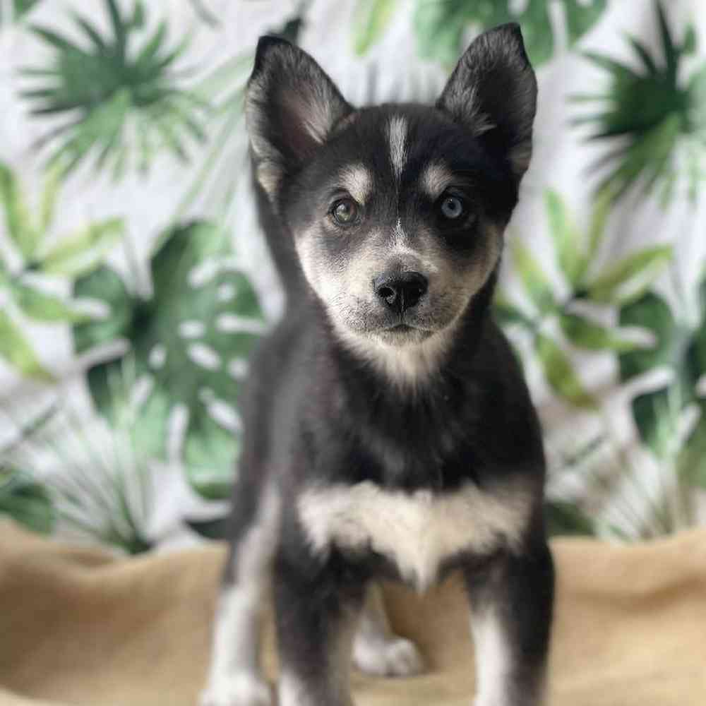 Male Aussie/Husky Puppy for sale