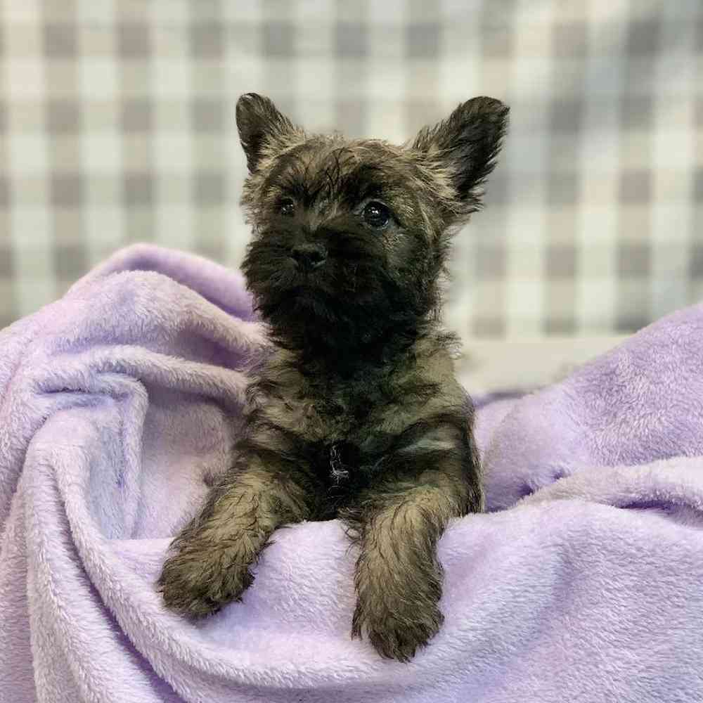 Female Cairn Terrier Puppy for sale