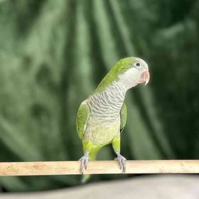 Quaker Parrot