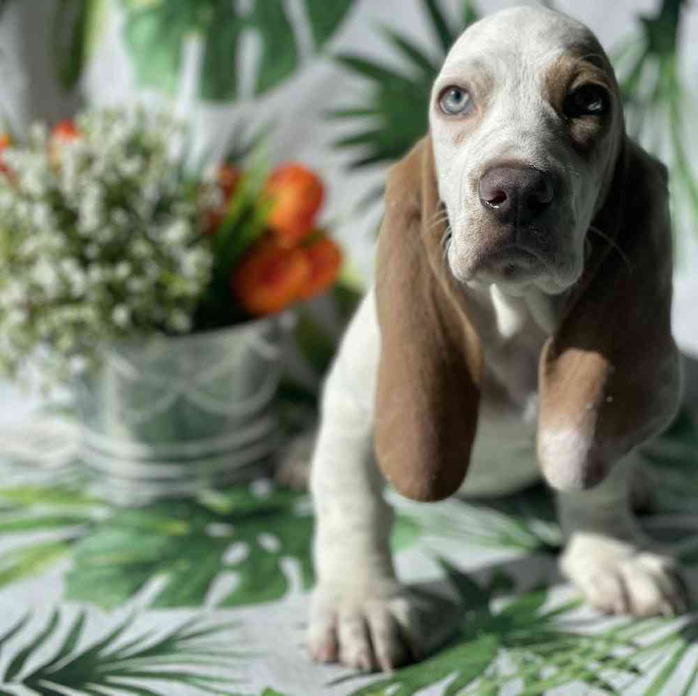 Female Basset Hound Puppy for sale