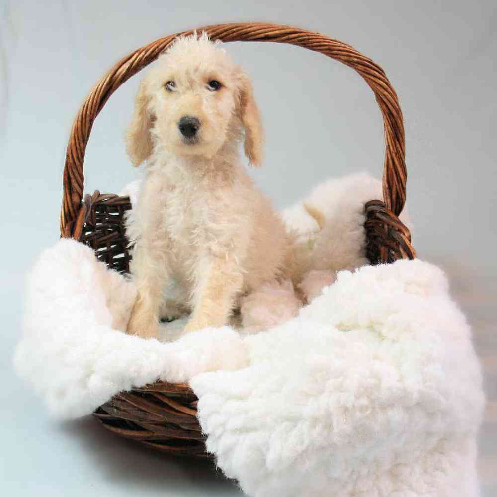 Female Labradoodle 2nd Gen Puppy for sale