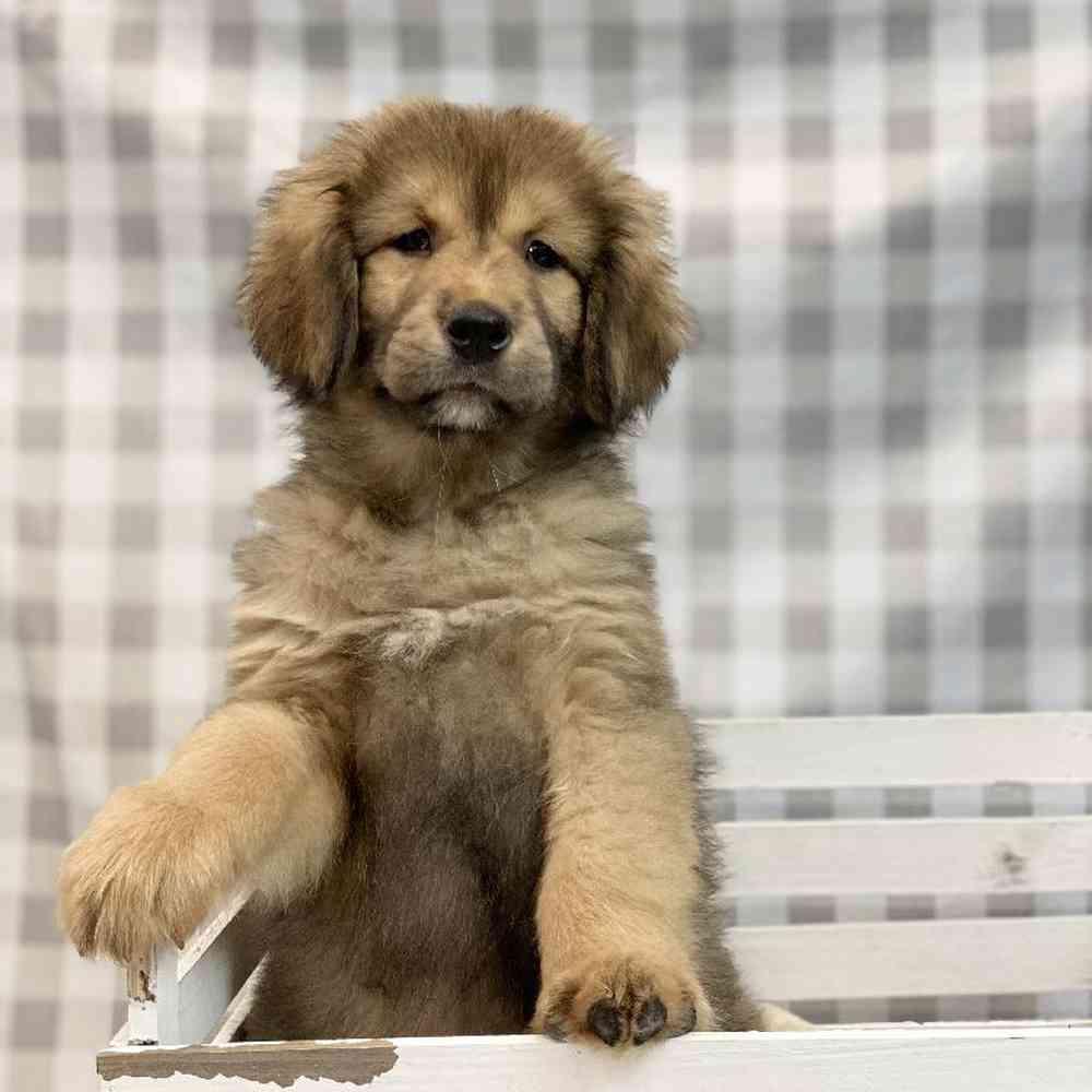 Female Tibetan Mastiff Puppy for sale