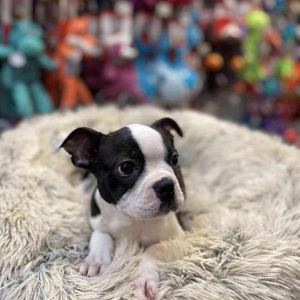Female Boston Terrier Puppy for sale