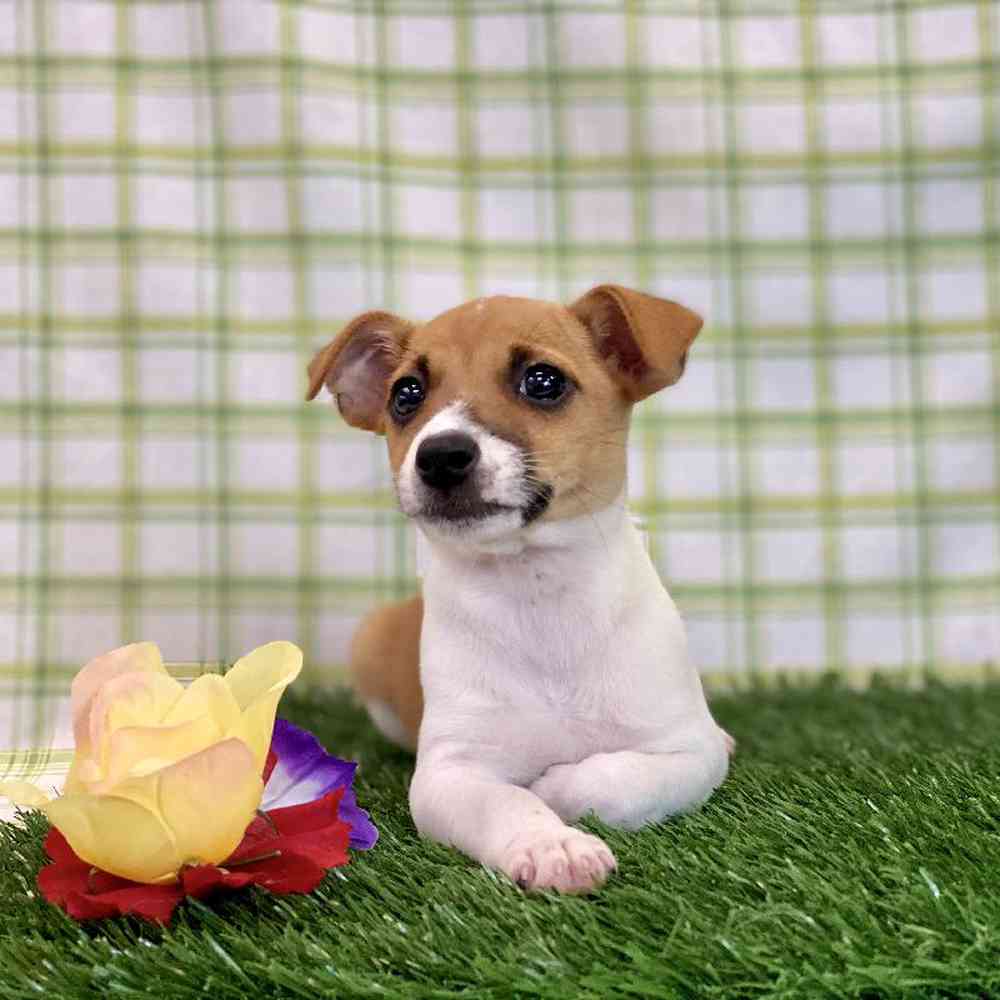 Female Jack Russell Terrier Puppy for sale