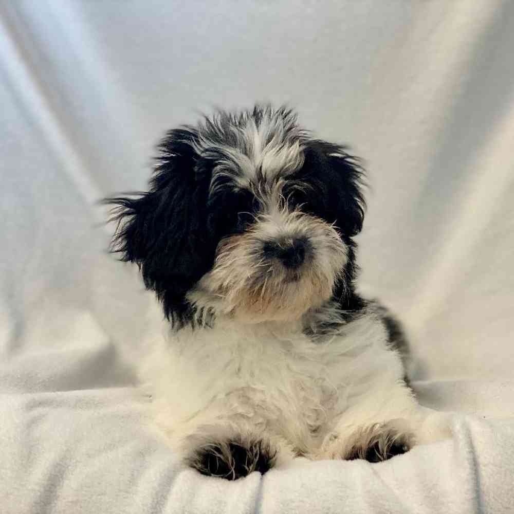 Female Havanese Puppy for sale