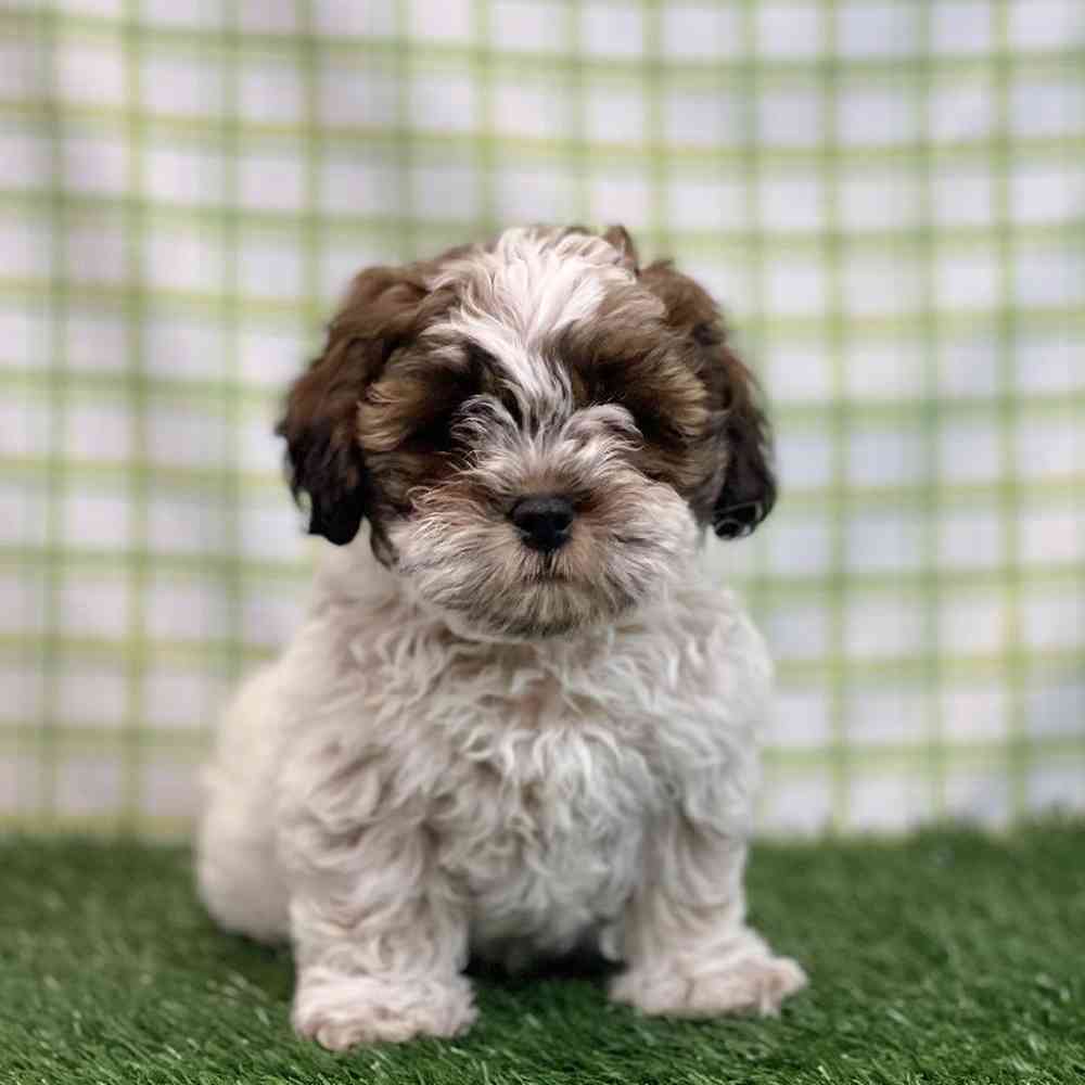 Male Shipoo Puppy for sale