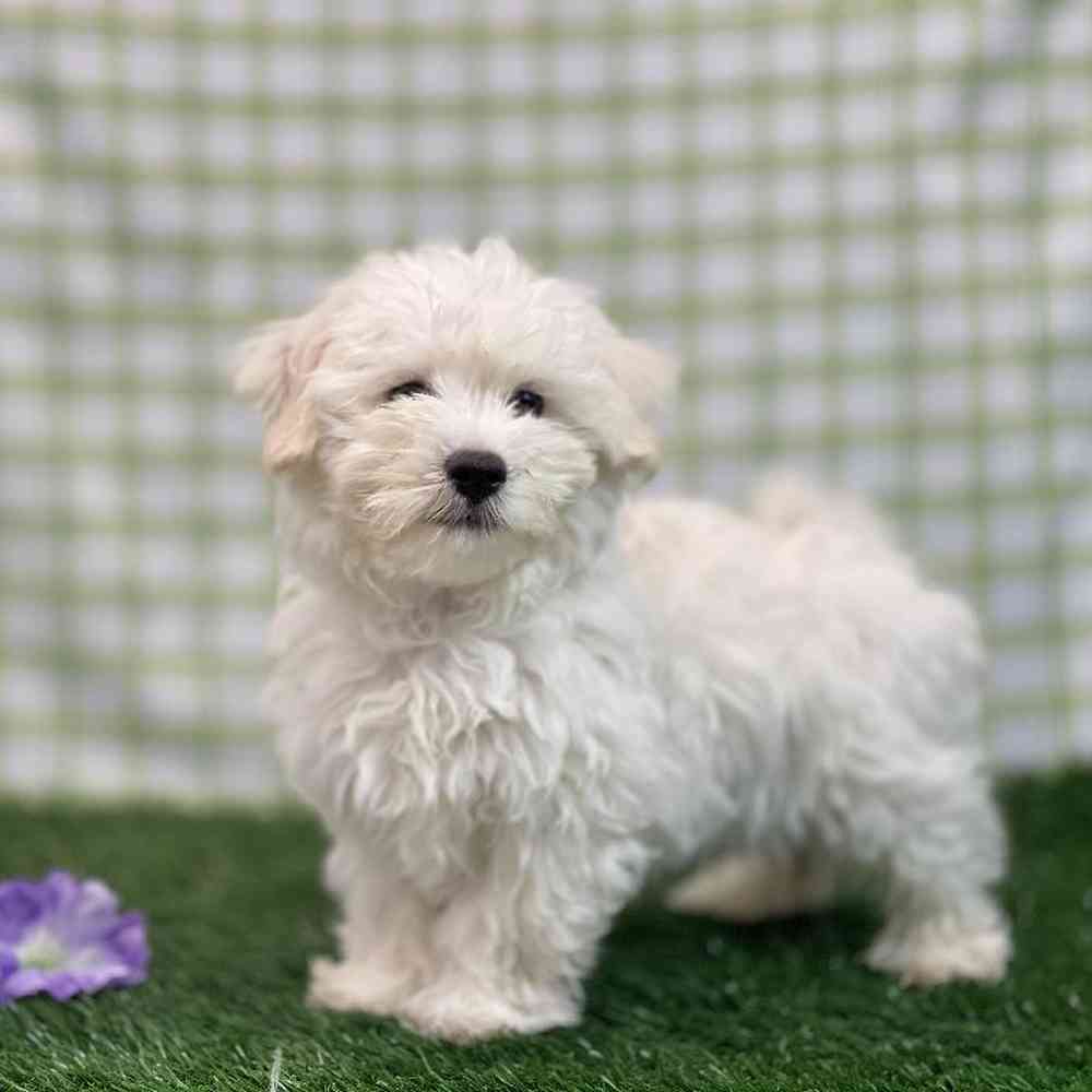 Male Maltechon Puppy for sale