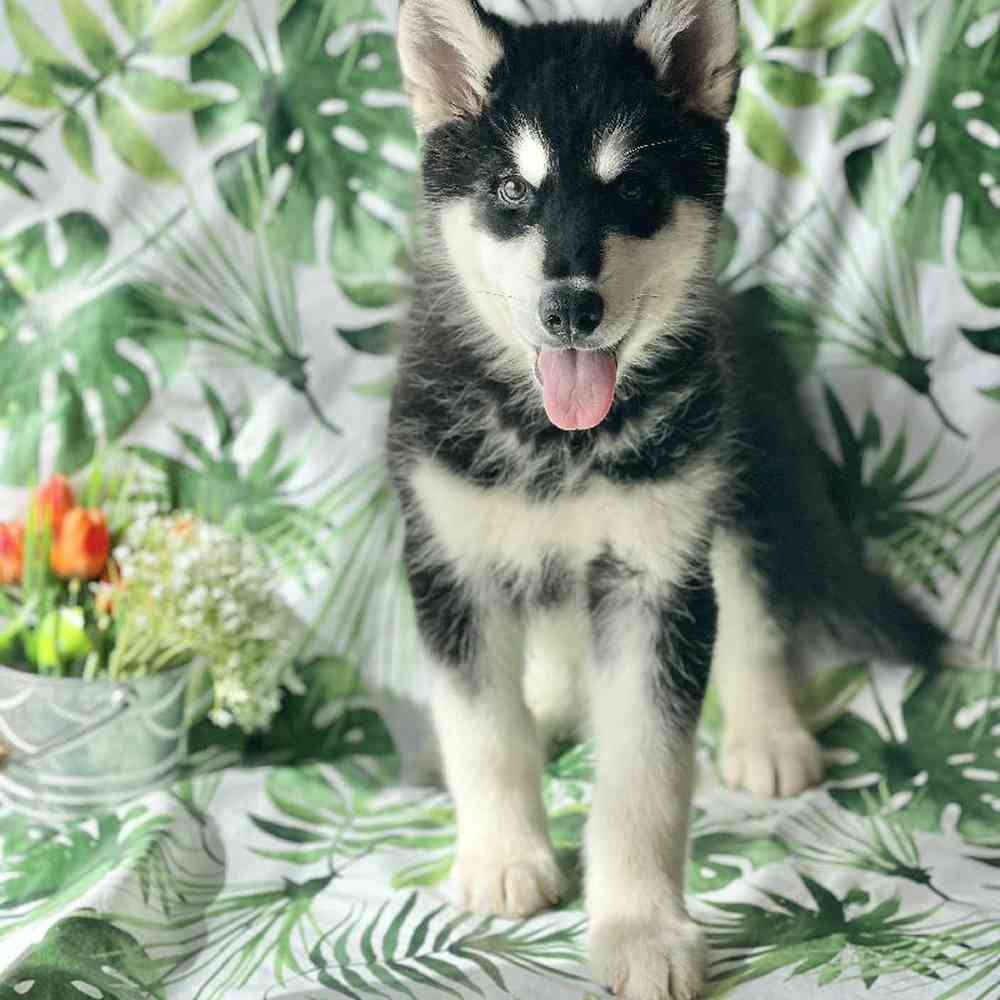 Male Alaskan Malamute Puppy for sale