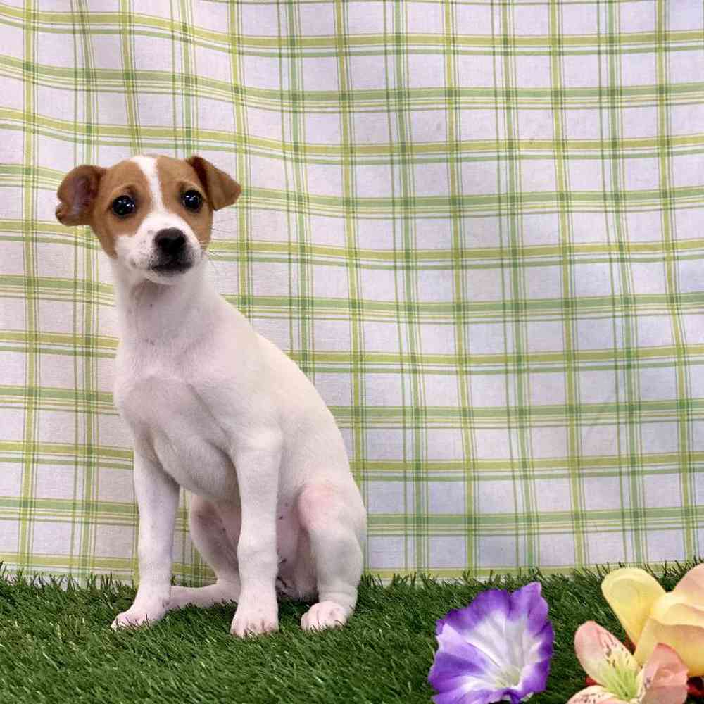 Female Jack Russell Terrier Puppy for sale