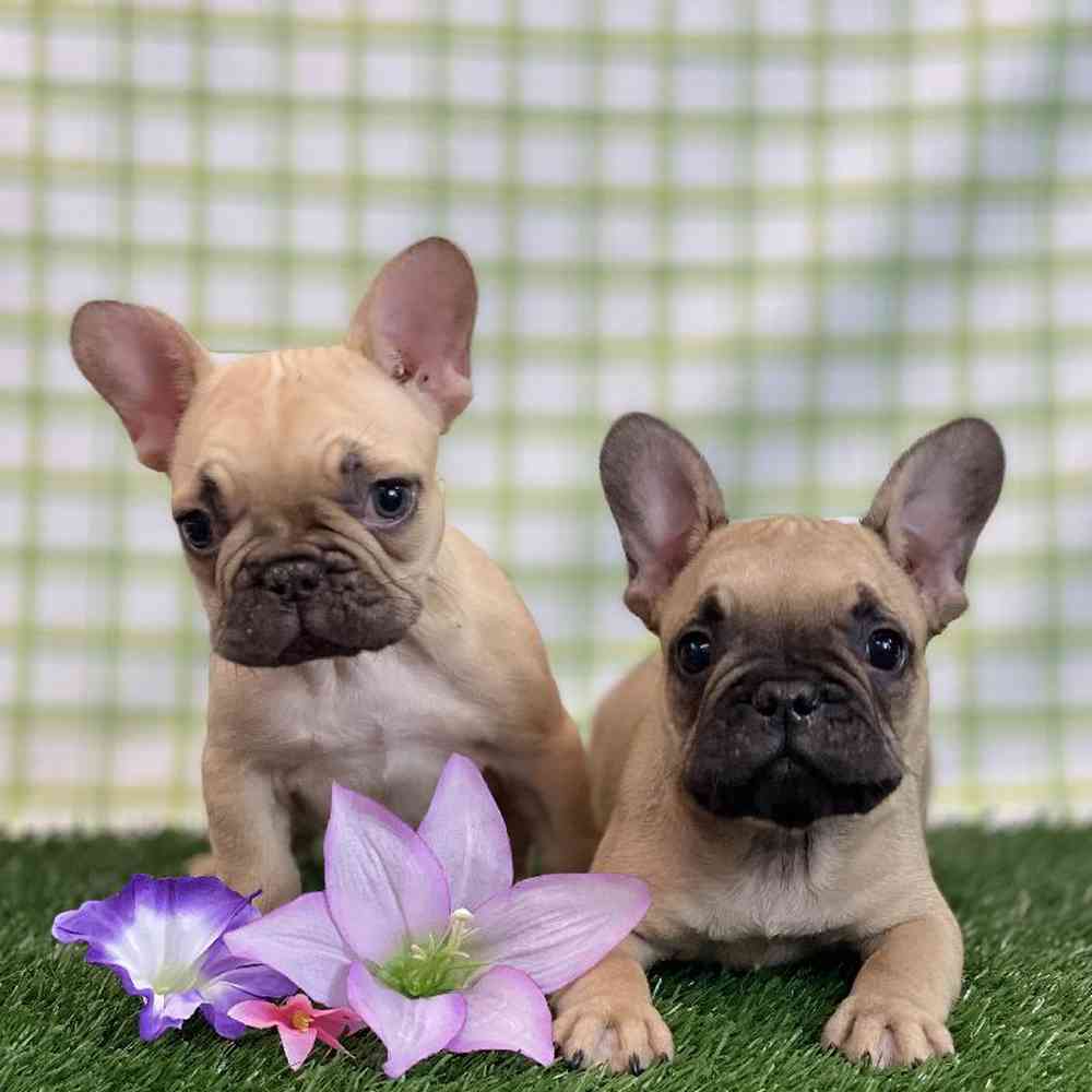 Male French Bulldog Puppy for sale