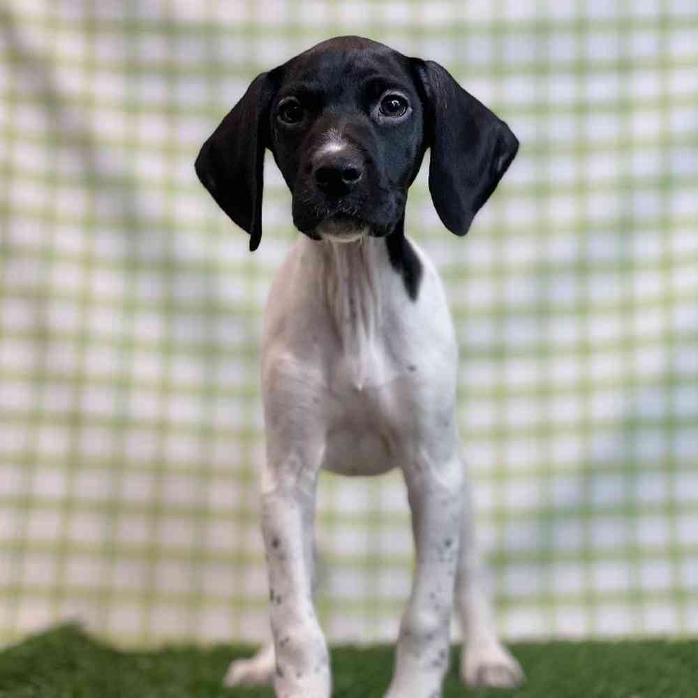 Female German Shorthaired Pointer Puppy for sale