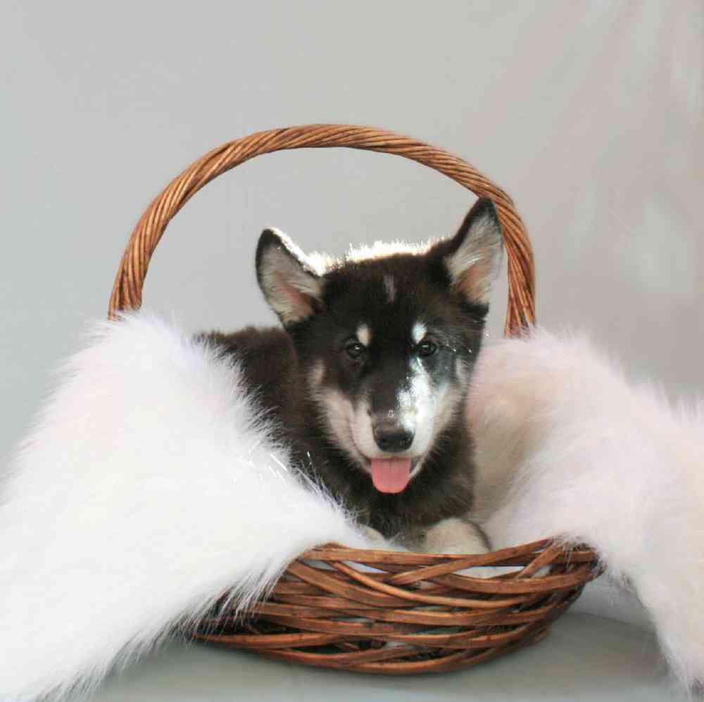 Male Alaskan Malamute Puppy for sale