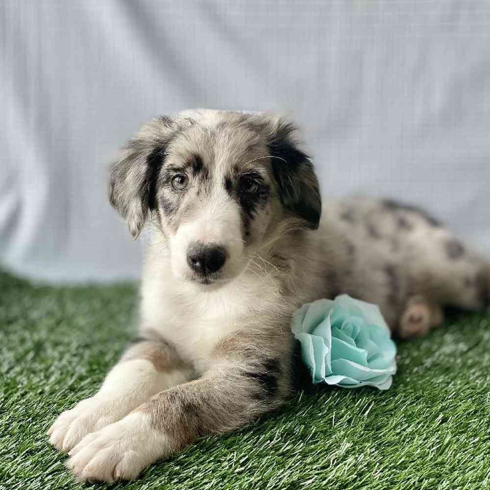 Male Australian Shepherd Puppy for sale